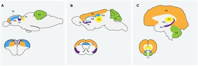 Using Zebrafish to Model Autism Spectrum Disorder: A Comparison of ASD Risk Genes Between Zebrafish and Their Mammalian Counterparts